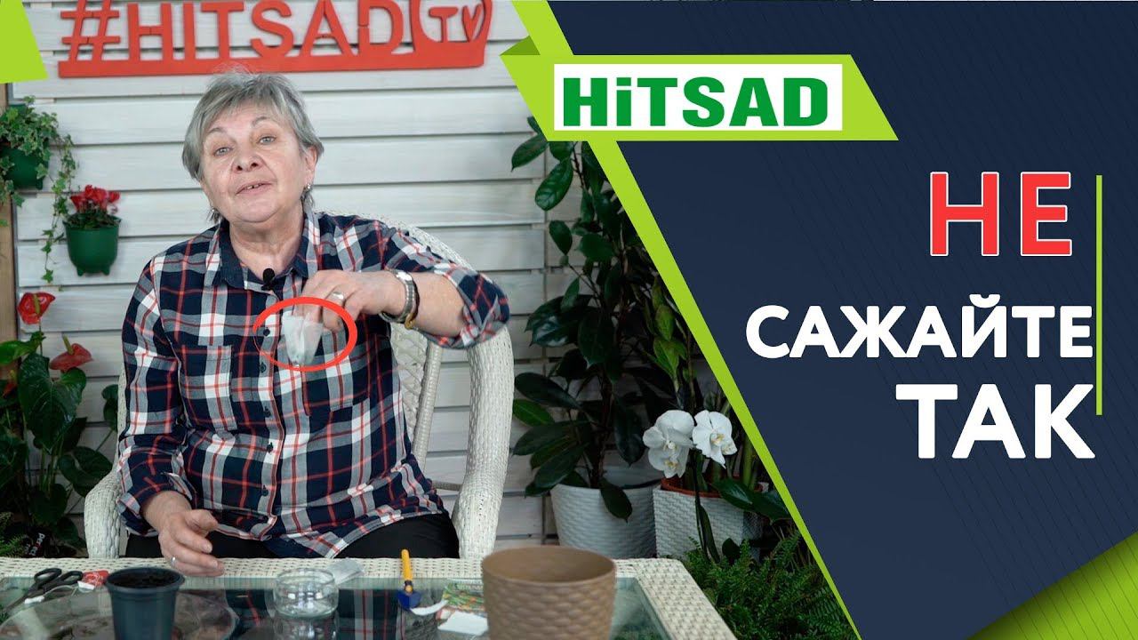 НЕ САЖАЙТЕ ОГУРЦЫ ТАКИМ СПОСОБОМ  ПОСАДКА ОГУРЦА В КИПЯТОК  ОГУРЕЦ В ЧАЙНОМ ПАКЕТИКЕ