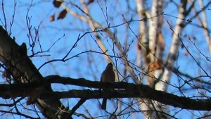 №3260  04 04 2023  Птицы в парке