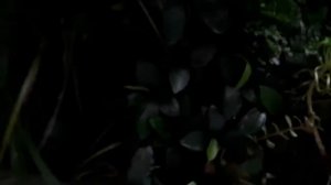 Палюдариум на подоконнике