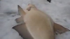 Зимняя ловля леща на течении. Река Иртыш. Март.Последний лёд!