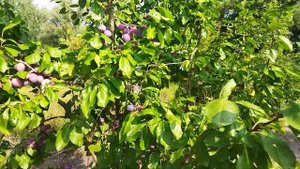 Слива Блу Світ колоновидного типу.