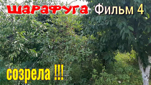 Шарафуга Фильм 4. Моя любимая ШАРАФУГА начала Созревать!!! Какая она? Секреты Садовода.