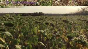 Покровные культуры в прямом посеве. 11.11.2019г