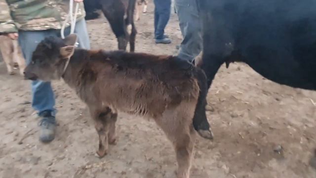 Gijdivon mol bozoridan ona bola sigirlar 1/03/2023