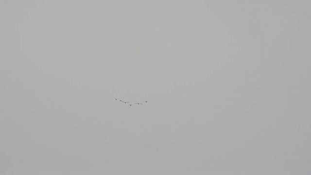 Полет гусей 23 апреля смотреть онлайн