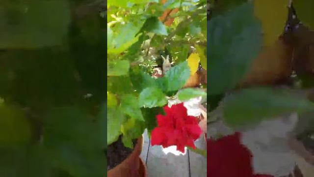 (Диск №57) - На Великий Праздник награждения Свщ Арх Рафаила орденом Почаевской Матери Божией - 10 смотреть онлайн