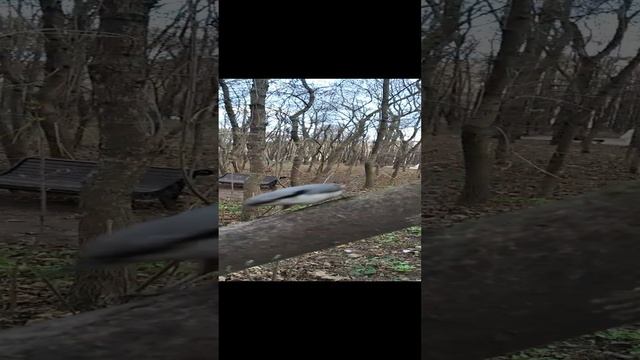 Сообразительный поползень