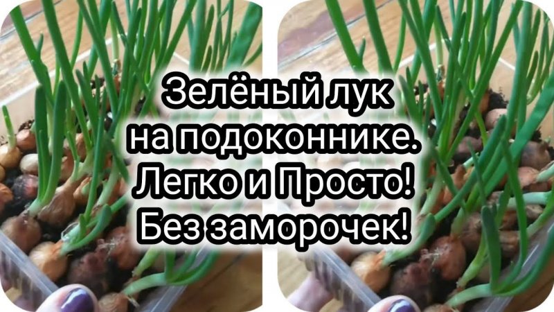 Зелёный лук на подоконнике. Легко и просто! Без заморочек!