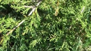 Хвойные растения в саду - можжевельник Минт Джулеп. Сад своими руками.