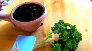 Герань в домашних условиях. Размножение черенками все просто и легко