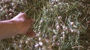 Дозревание и сушка однозубки чеснока сорта Любаша