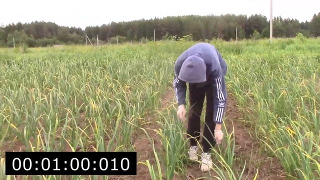 УБИРАЕМ СТРЕЛКУ НА ЧЕСНОКЕ 2022 смотреть онлайн