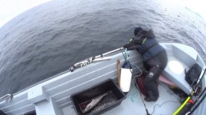 РЫБАЛКА В НОРВЕГИИ 2023 ! ТРЕТИЙ ДЕНЬ ! ЗУБАТКА , ТРЕСКА , КРАСНЫЙ ОКУНЬ и чайки нас окружили !!!