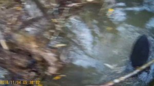 редкая удача охота на бобра