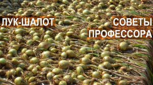 Советы по посадке и хранению лука шалота. Сузан В. Г. Доктор с.-х наук, профессор.