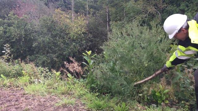 ragweed Ambrosia artemisiifolia pollen cloud смотреть онлайн