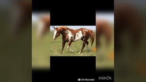 Лошади Schleich VS живые лошади!