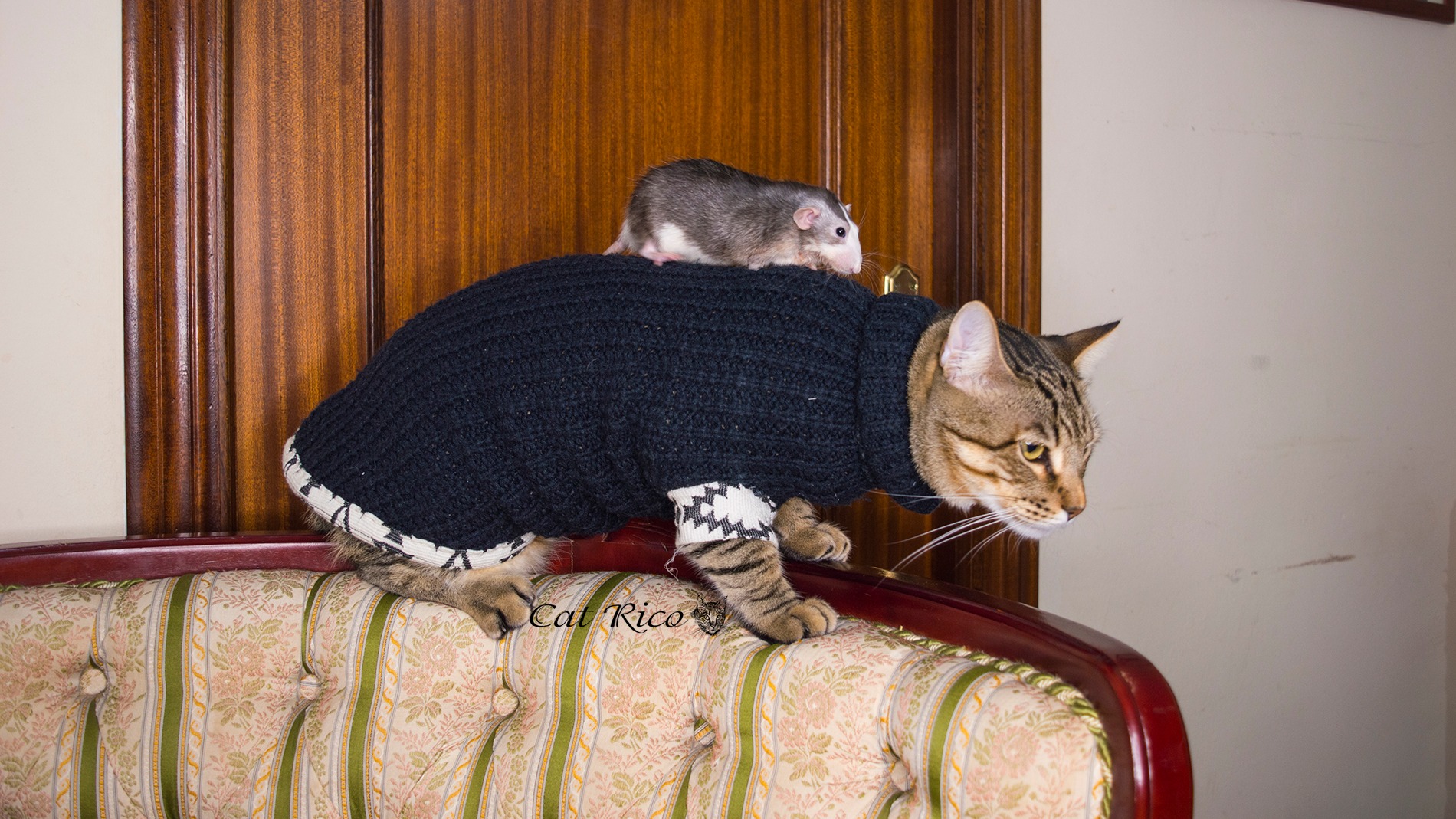 Кот, крыса и воробей подружились и живут дружно смотреть онлайн