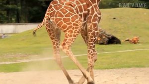 Жираф: Самое высокое животное на планете Земля | Интересные факты про жирафов