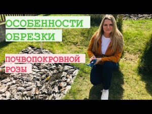 ОБРЕЗКА ПОЧВОПОКРОВНОЙ РОЗЫ ВЕСНОЙ _ неукрывная роза.mp4