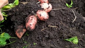 Сорт Бельмонда Родрига.