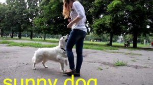 10 топ ошибок в выращивании голден ретривера (ретривера) или как вырастить ретирвера