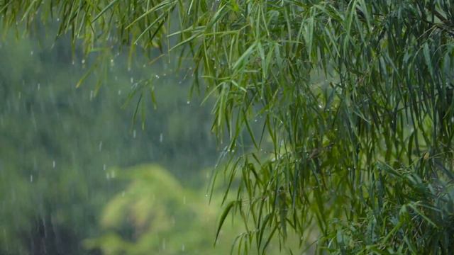 Deep sleep Beutiful Forest Rain Wether with Bollywood songs flute music 🎵🎵