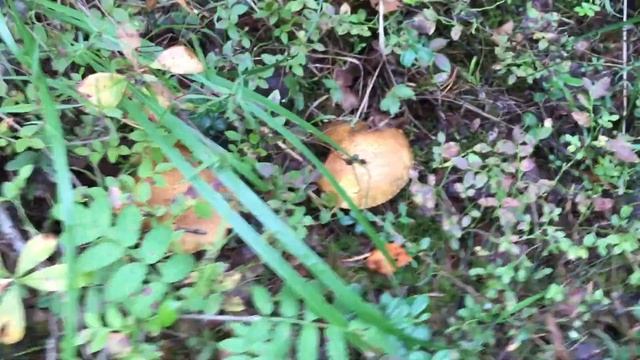 Гибы 2018. Сестрорецк. смотреть онлайн