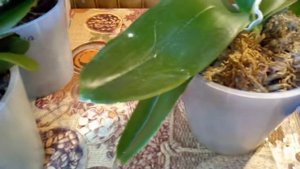 3. ПОЛИВ ОРХИДЕЙ ВО МХЕ И КОРЕ 1 часть