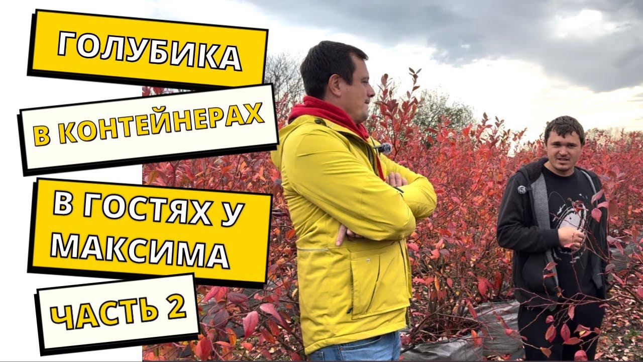 Плантация Голубики в контейнерах. В гостях у Максима. Часть 2. смотреть онлайн