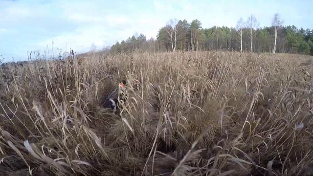 Охота на утку поиск подранка wachtelhund Ермак смотреть онлайн