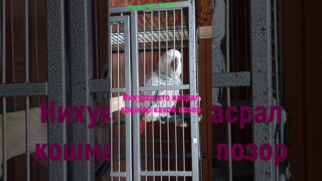 кто насрал? смотреть онлайн