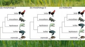 Черепахи, остановитесь! Очередная переклассификация.