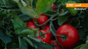 Платинум F1, Майсалун F1 Nunhems, BASF Vegetable Seeds