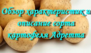 Обзор характеристик и описание сорта картофеля Адретта-1