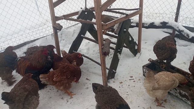 ЯЙЦЕНОСКОСТЬ ЗИМОЙ ПРИ ВЫГУЛЕ КУР