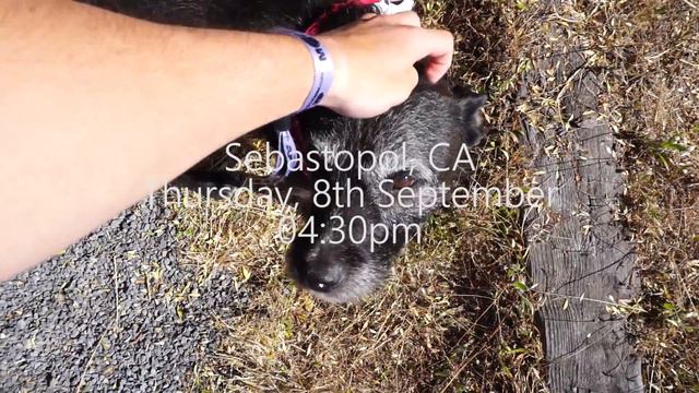 We finally found civilization! | Sebastopol, USA | Travelling Vlog #8