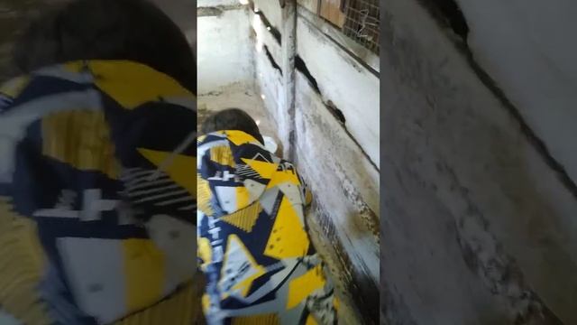 пересиляем кроликов в сарай.и извените за громкость. смотреть онлайн