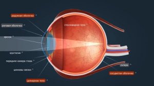 Глаз | Анатомия человека | Биология
