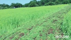 ЗАДЕЛЫВАНИЕ ГОРЧИЦЫ В ПОЧВУ