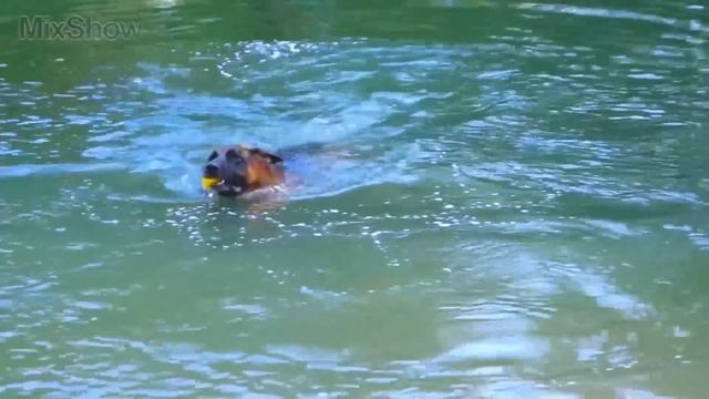 5 САМЫХ СИЛЬНЫХ СОБАК В МИРЕ 4 часть смотреть онлайн