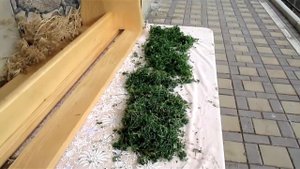 #Корм для #канареек, #попугаев, #амадин из вашего огорода. Дополнительный зеленый корм.