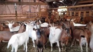 Козел с козами///Гаремная случка