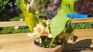 🇺🇦 Orchid Bifrenaria xantina, цвітіння орхідеї, про догляд і українських орхоманів.