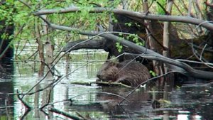 В заповеднике «Малая Сосьва» в Советском районе подсчитают численность краснокнижных бобров