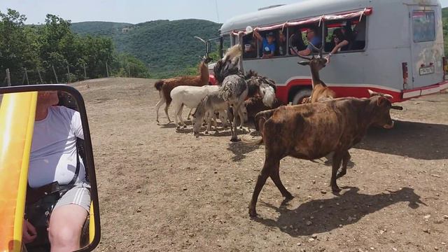Сафари парк. Кормили животных. Чуть не обосрался от страха смотреть онлайн