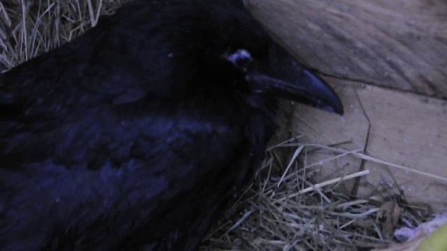 Птицы россии вороны смотреть онлайн