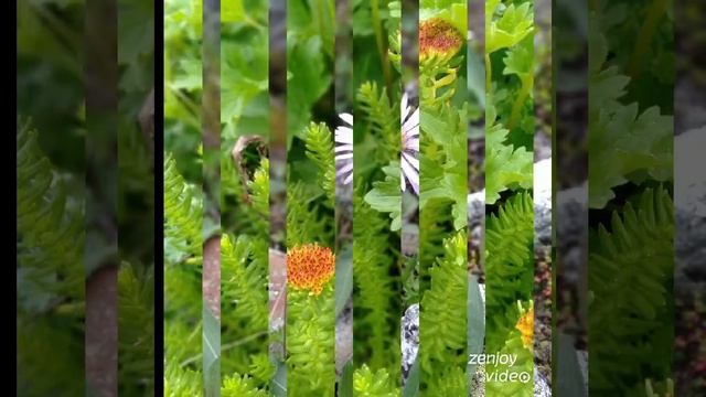 Himalayan flowers beauty смотреть онлайн