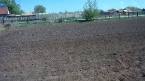 Посадка картошки мотоблоком под плуг / Как побороть разрастающийся терн