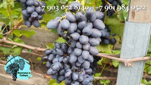 #Виноград #Атос